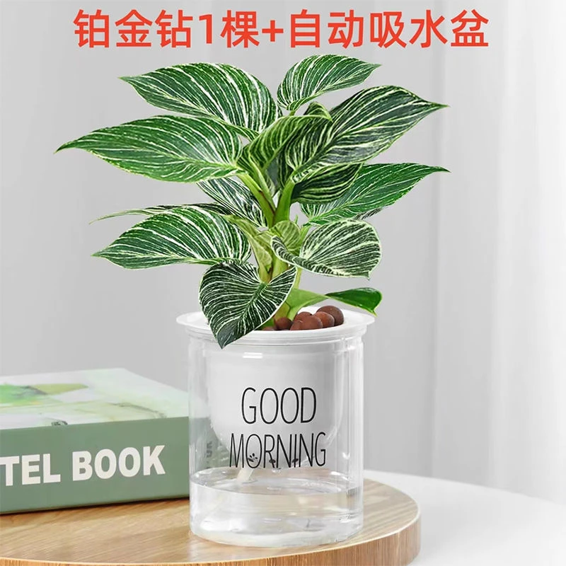 铂金钻水培绿植室内客厅植物除甲醛水养吸甲醛净化空气懒人盆栽