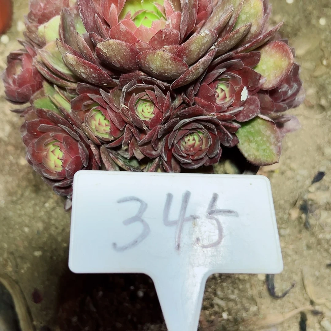 多肉植物红魔法师