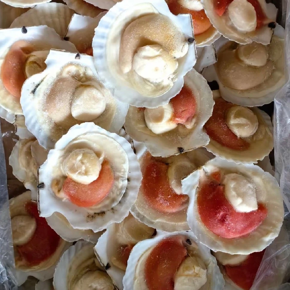 半壳带黄  冻扇贝 蒜蓉粉丝蒸