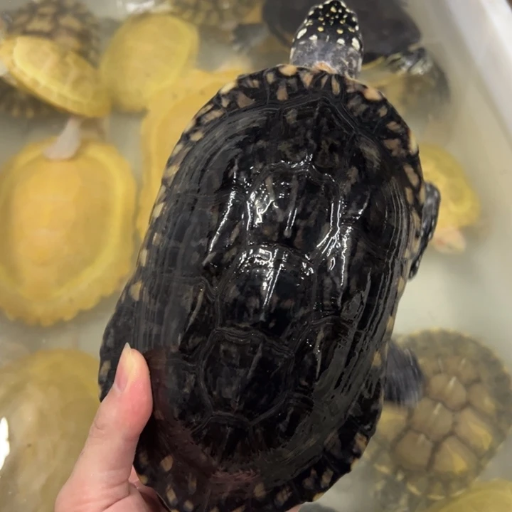 母绿毛龟20厘米斑点种公