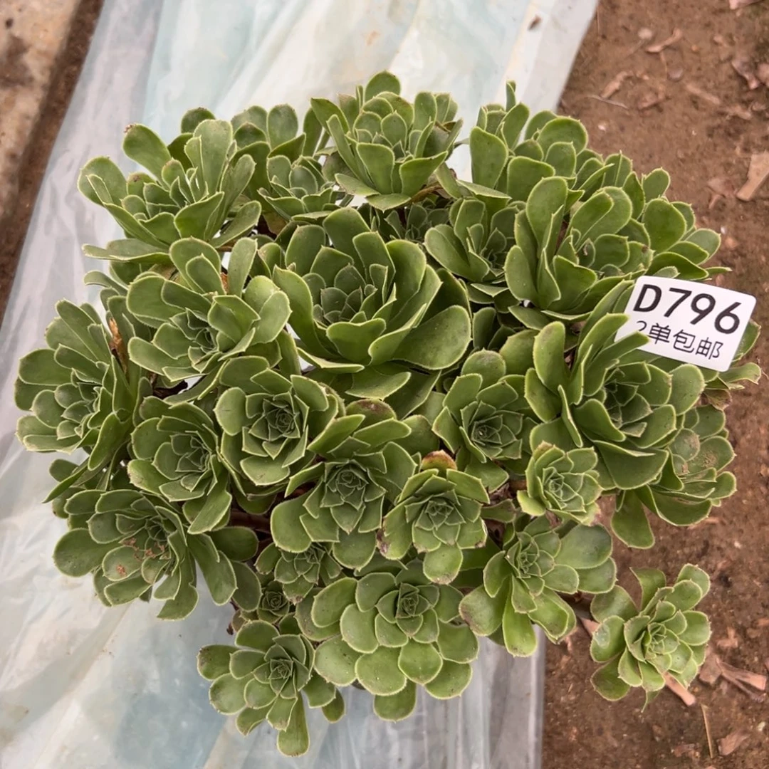 796多肉   绿酒杯不包断头