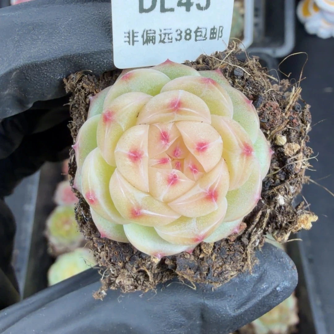 ****鹿东篱下多肉植物哈哈哈45