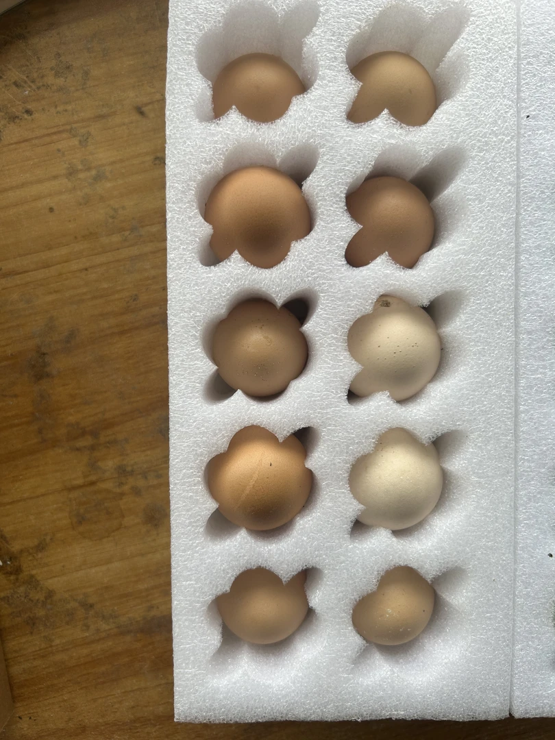 10枚（飞鸡蛋）试吃装