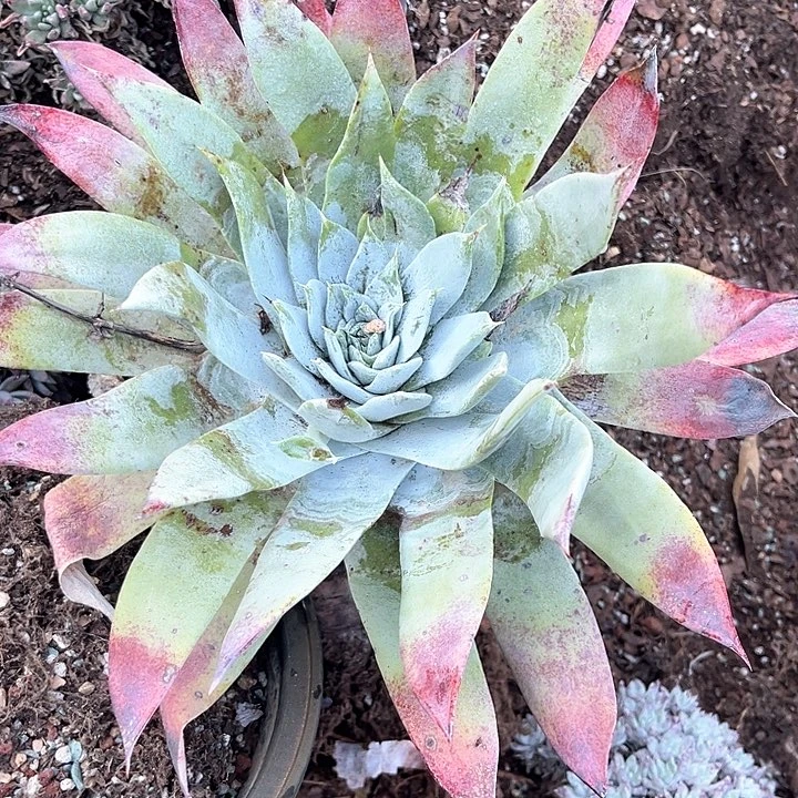 低***华仙女杯多肉植物提取