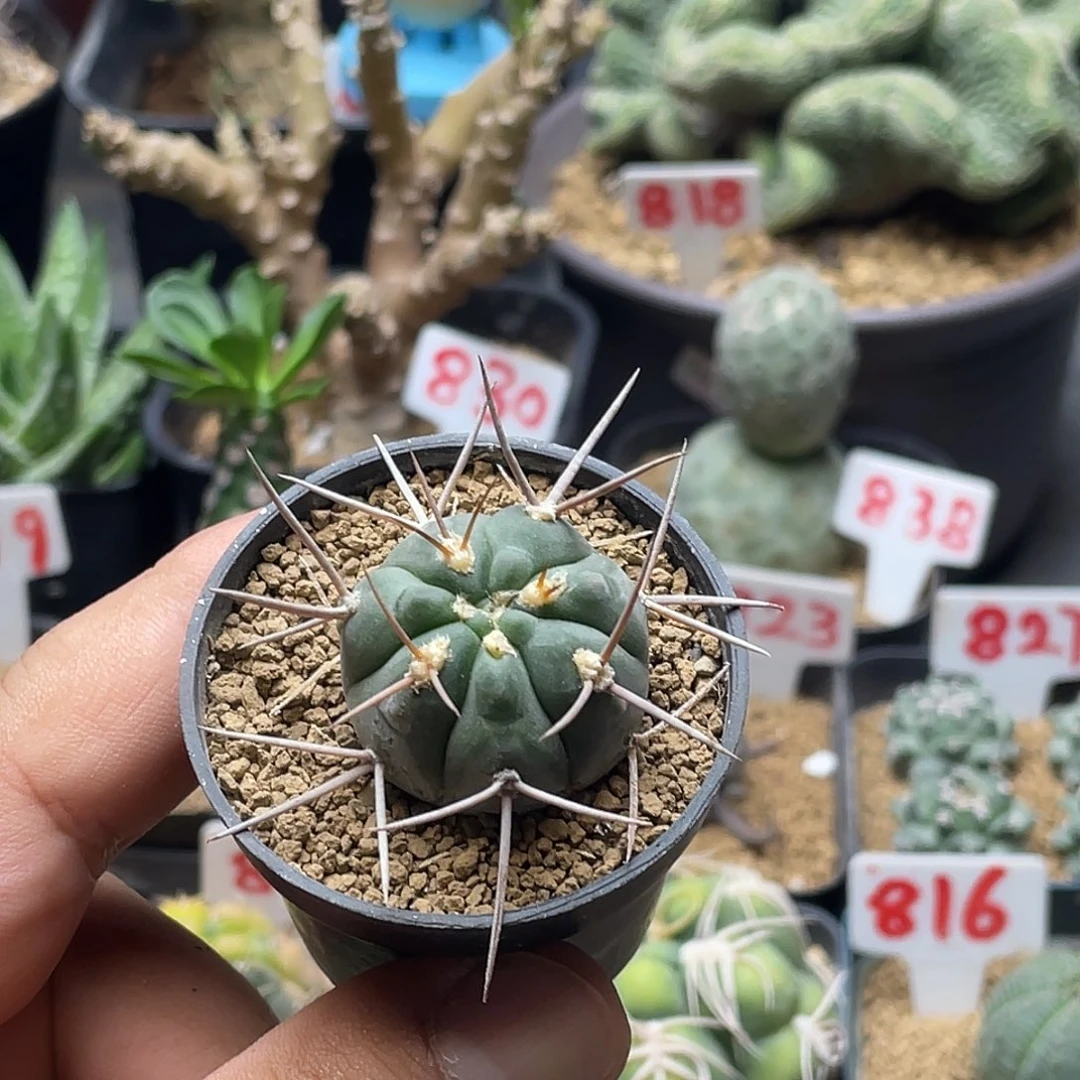 实生刺球仙人球 脱土包邮