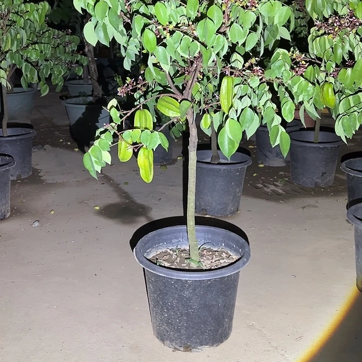 完全开放果树8888888888