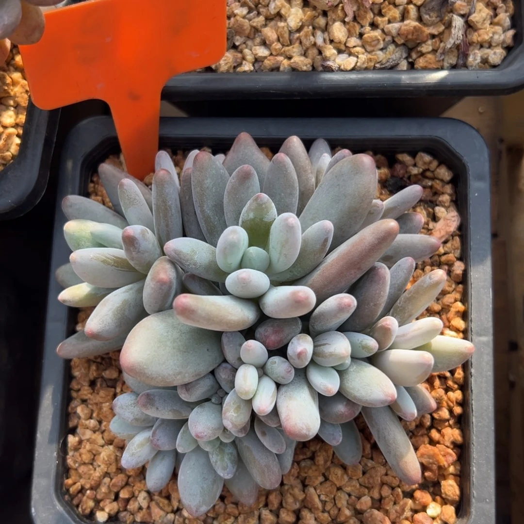 企鹅杂111111111111111