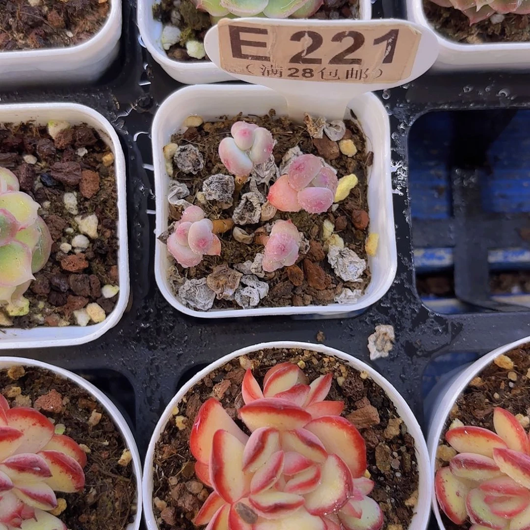 E221萤火虫奶酪一物一拍