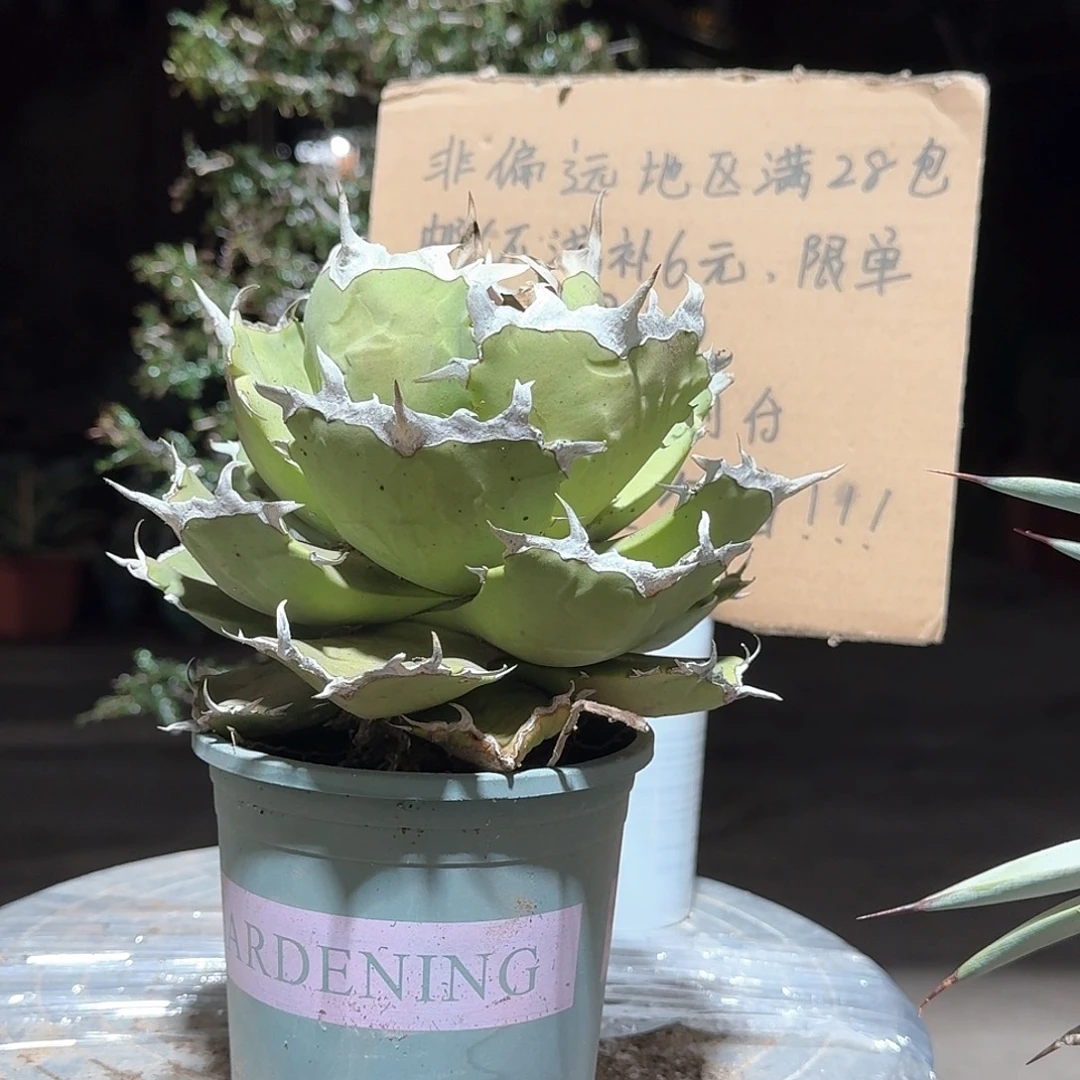 完全开放螃蟹仁王冠龙舌兰