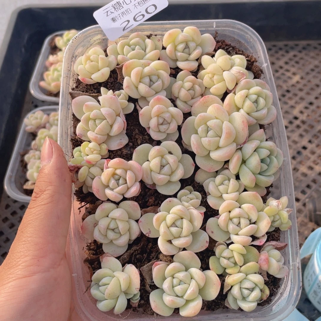 云糖心多肉植物260