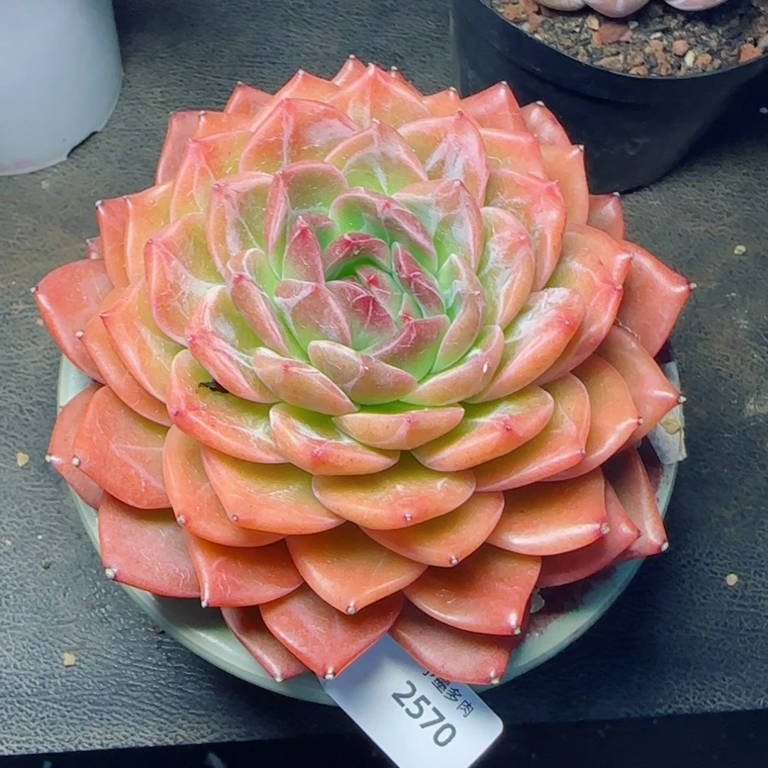 韩国东云，2570多肉植物