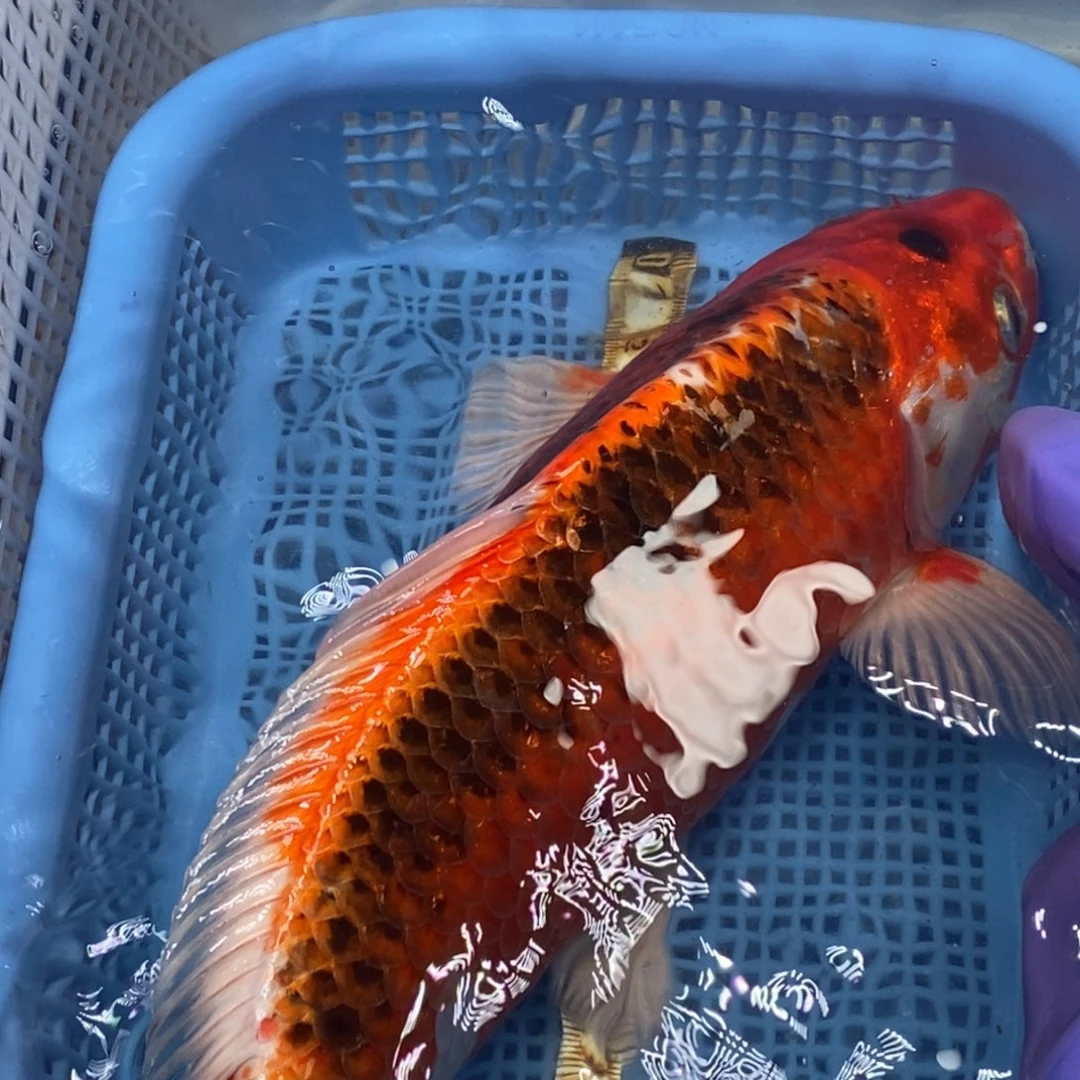 锦鲤冷水锦鲤包邮