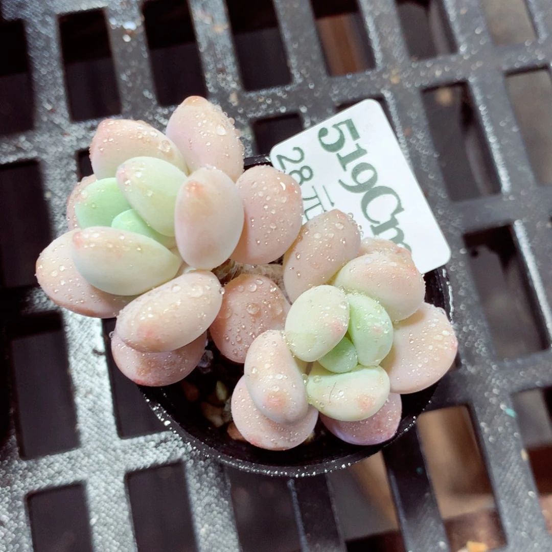 5厘米盆精控多肉519