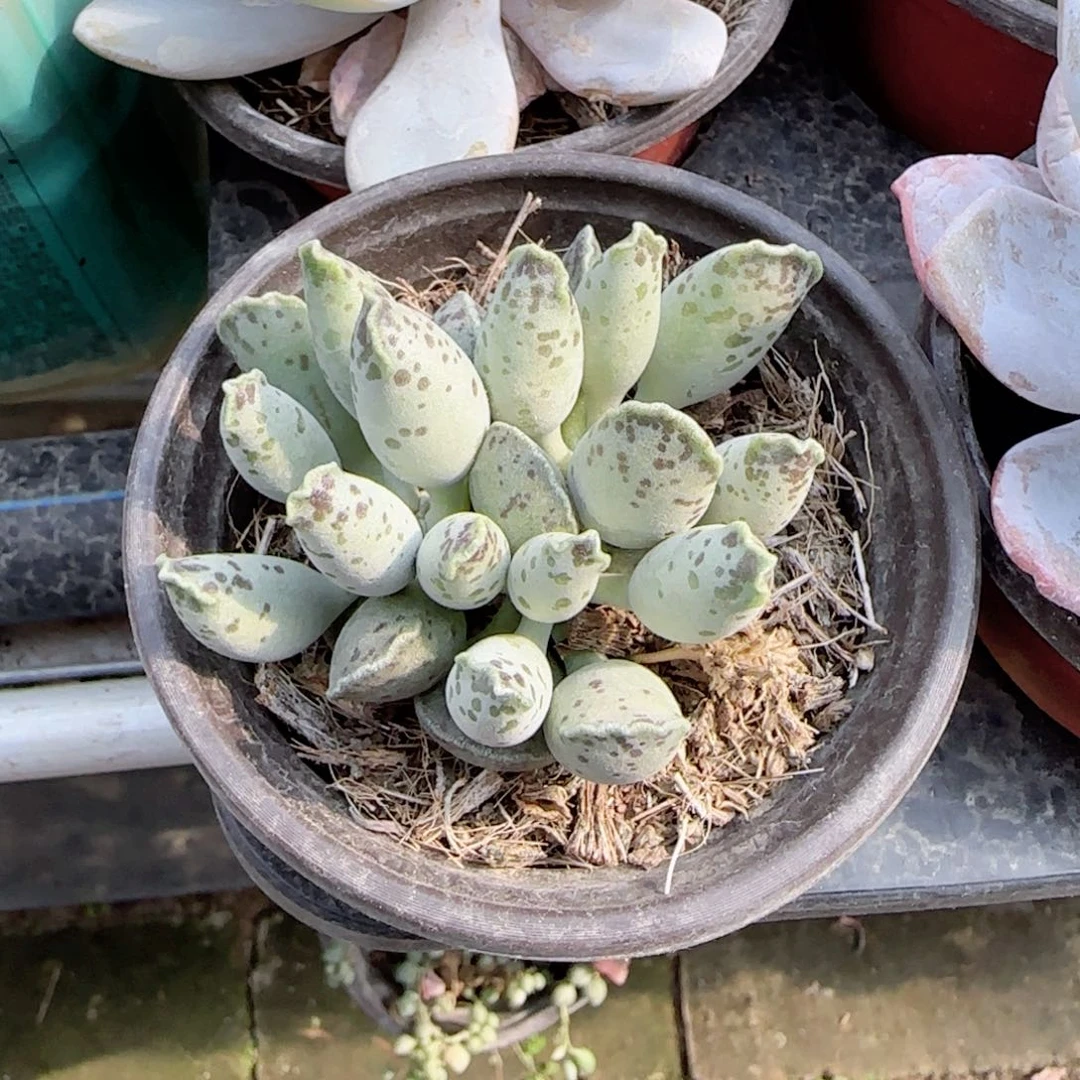 海豹小群生多肉植物