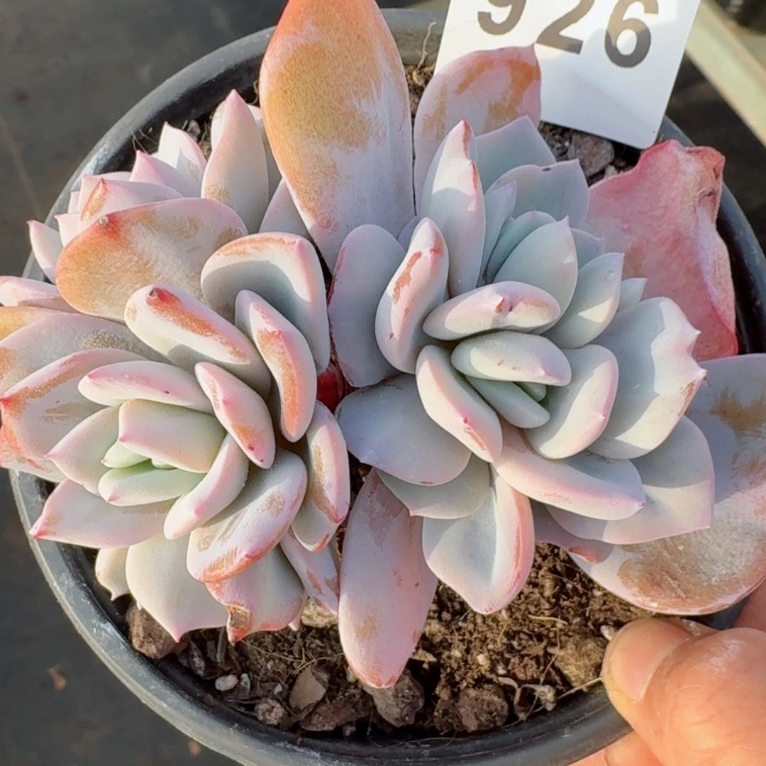 燕***.韩版奶茶老桩      愿你一路坦途，乘风破浪展宏图