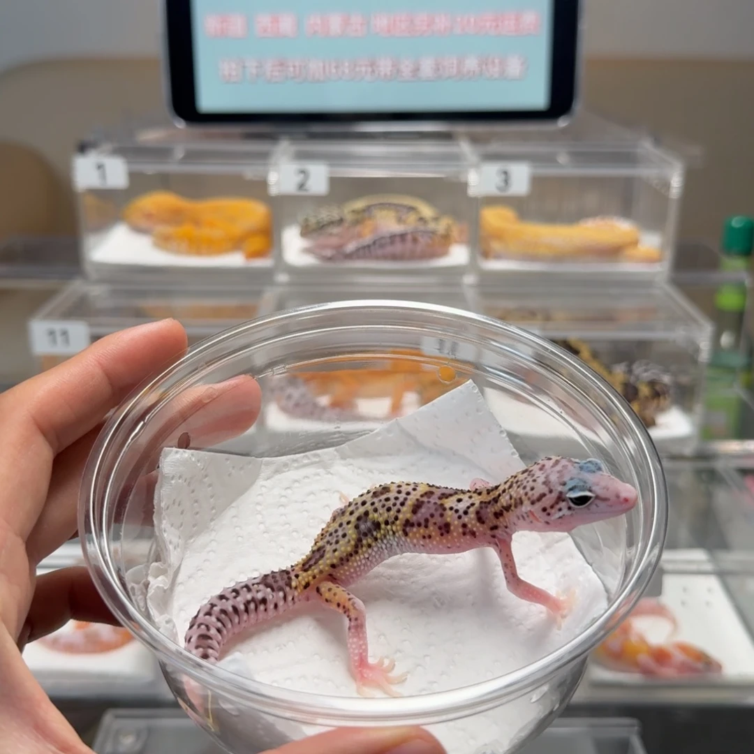 豹纹守宫雪花日蚀母温