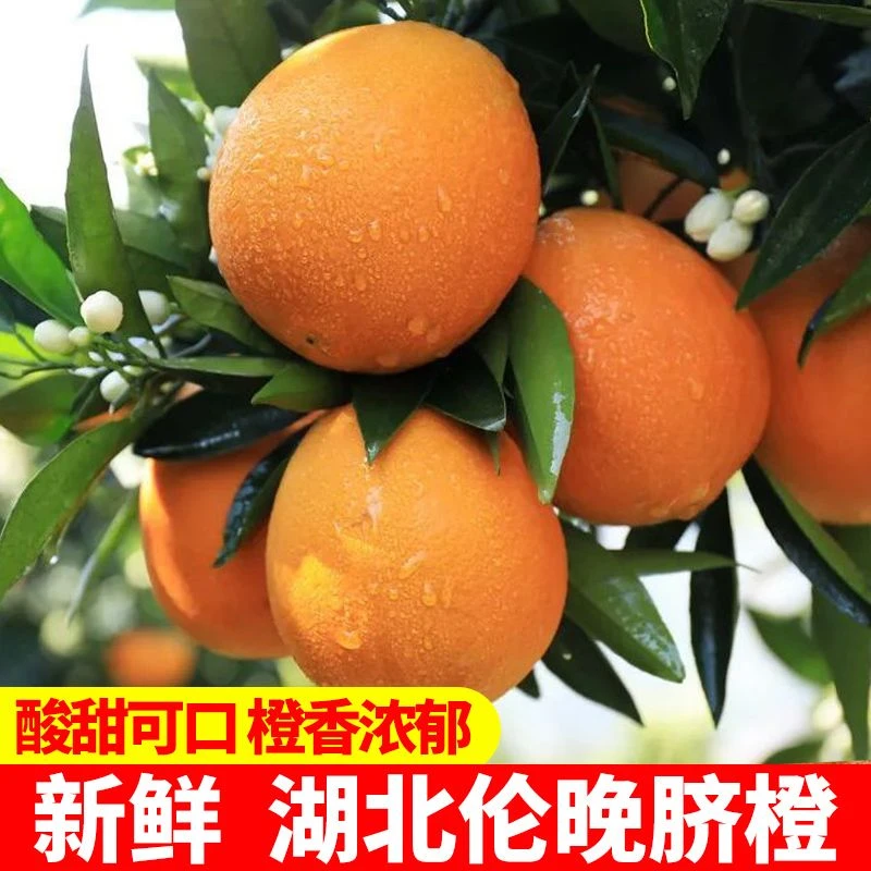 正宗伦晚脐橙湖北宜昌春橙子冰糖新鲜水果当季现摘手剥橙甜橙