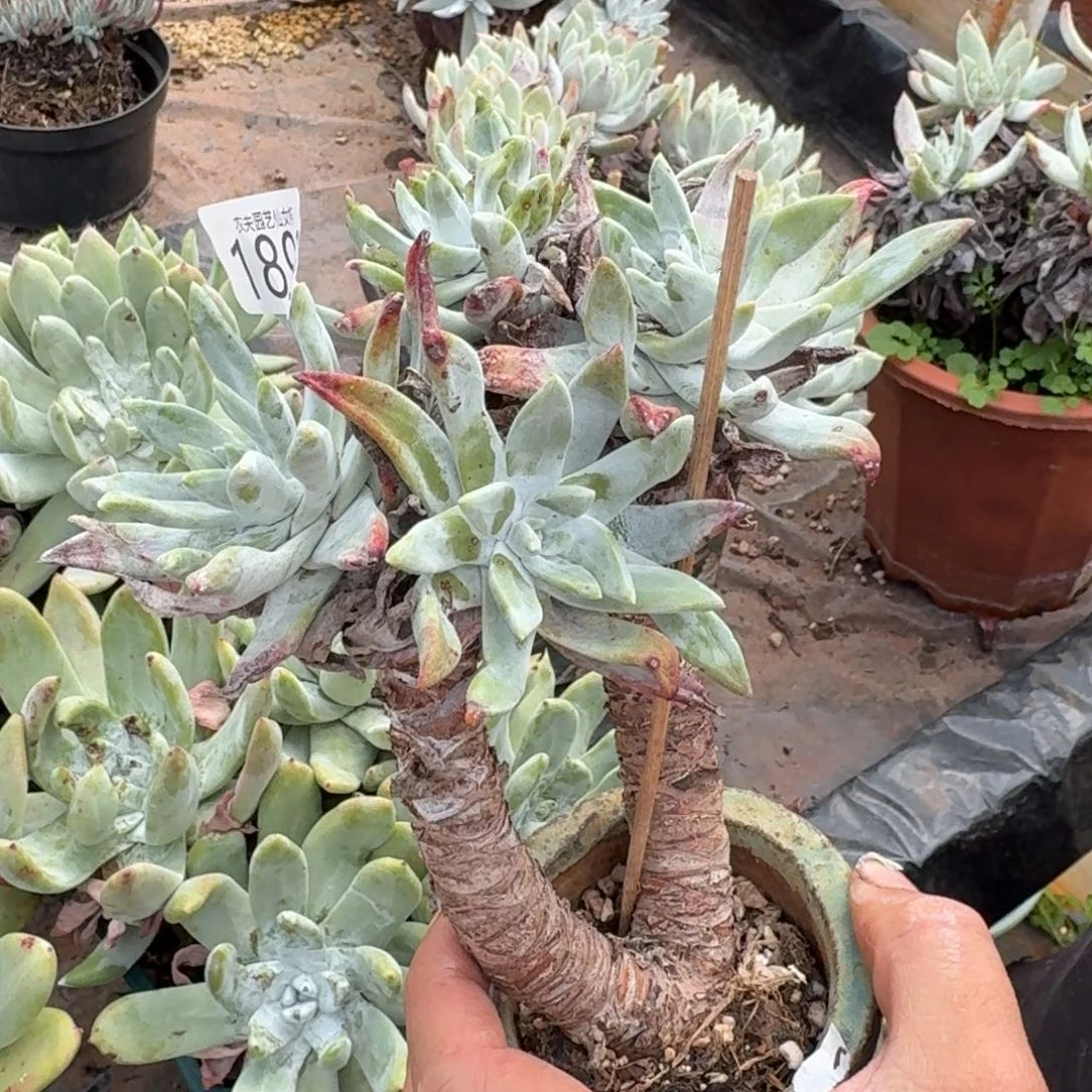 初霜苹果叶仙女杯多肉