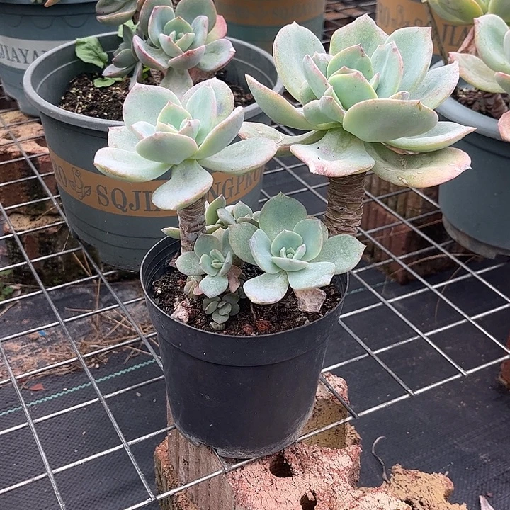 【***租071白凤脱土发货不退不换