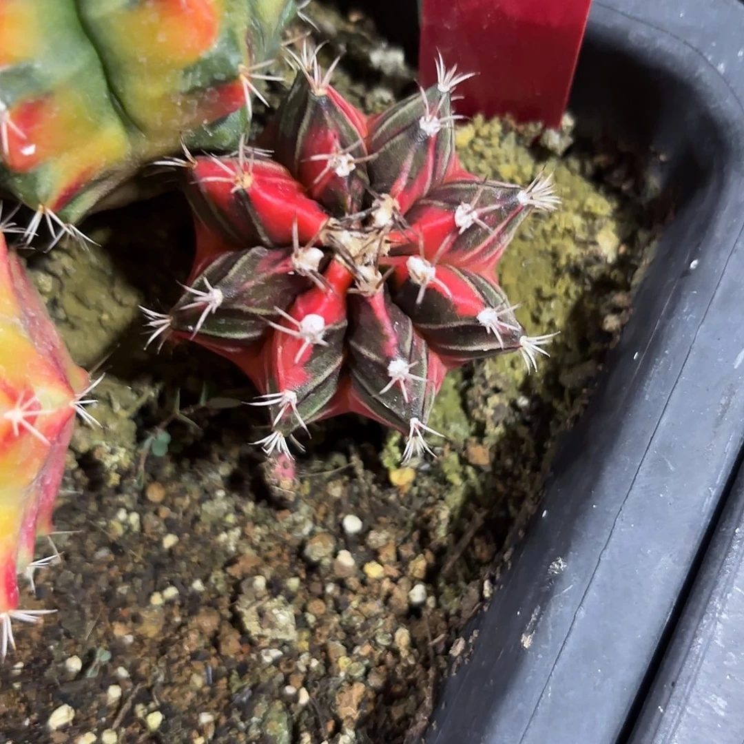 288-1104泰国发货多肉