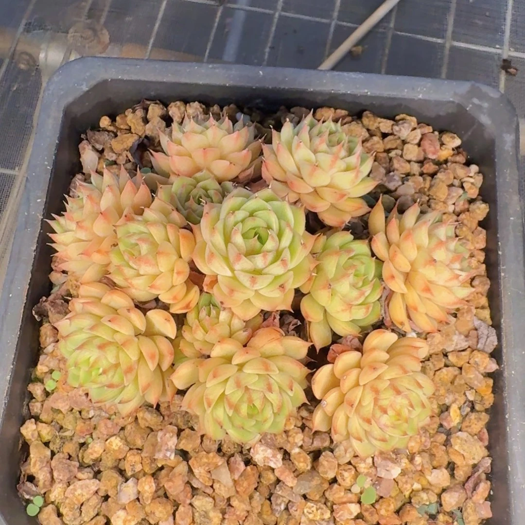 开***心多肉植物的生长发育