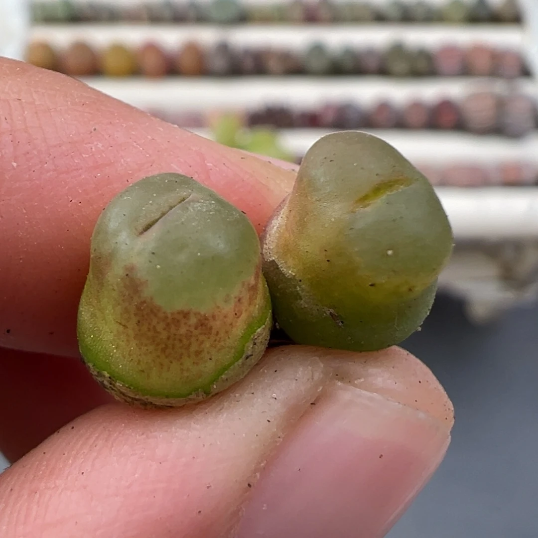 12.31好看的多肉脱土发货023