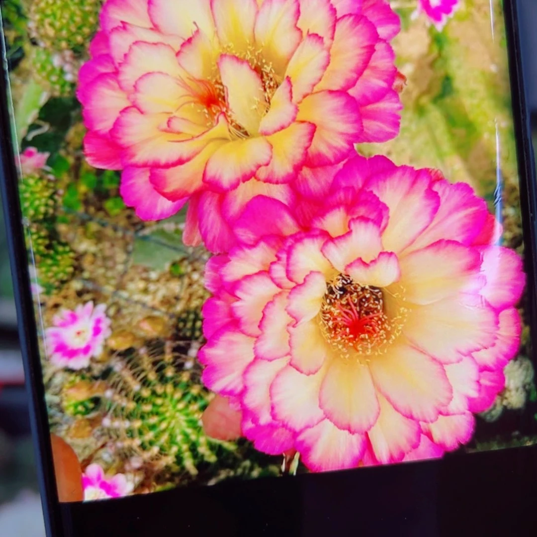 下1毛苏乞儿歪无根侧芽3公分左右20包邮