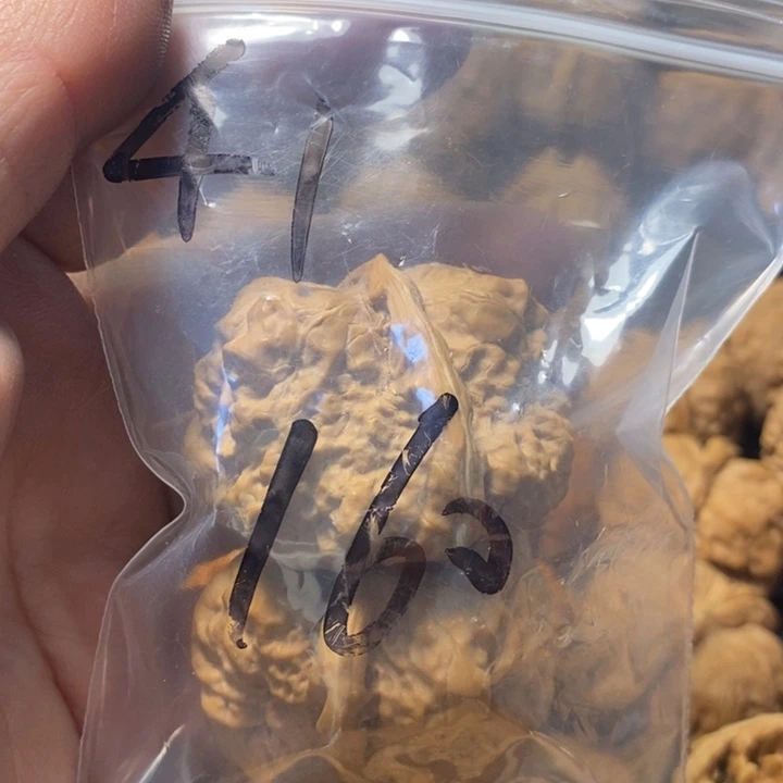 核桃手串/手链隔**二哈哈哈好喜欢这个