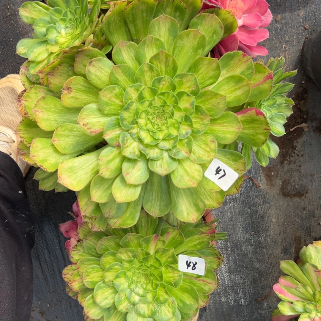 4748知否多肉椅子多肉