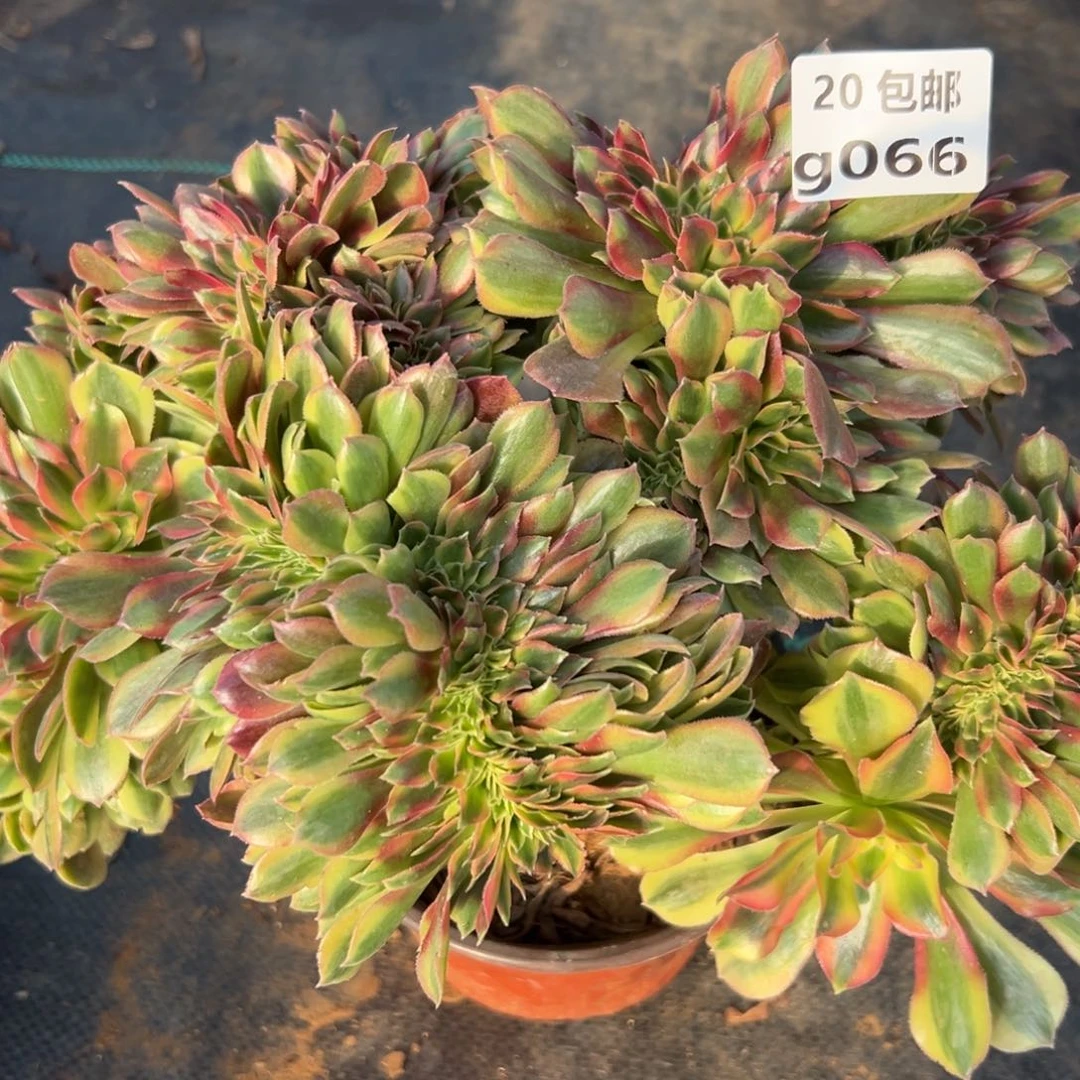 066红秀缀，满20包邮嘟叮熊