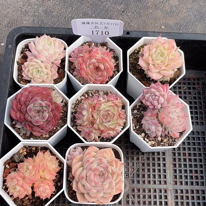 薇薇安园艺多肉1710