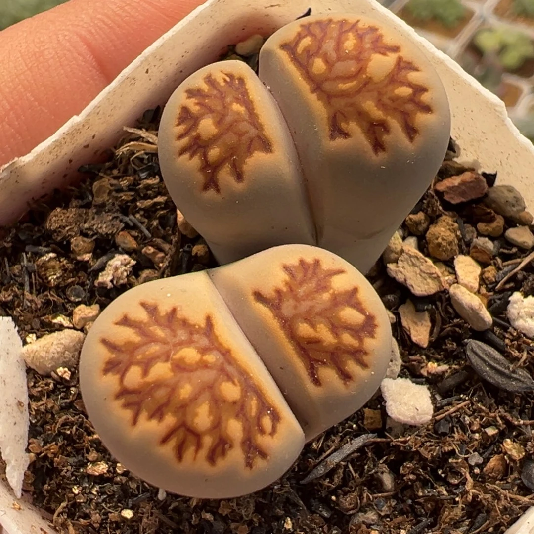 163多肉植物种类多样