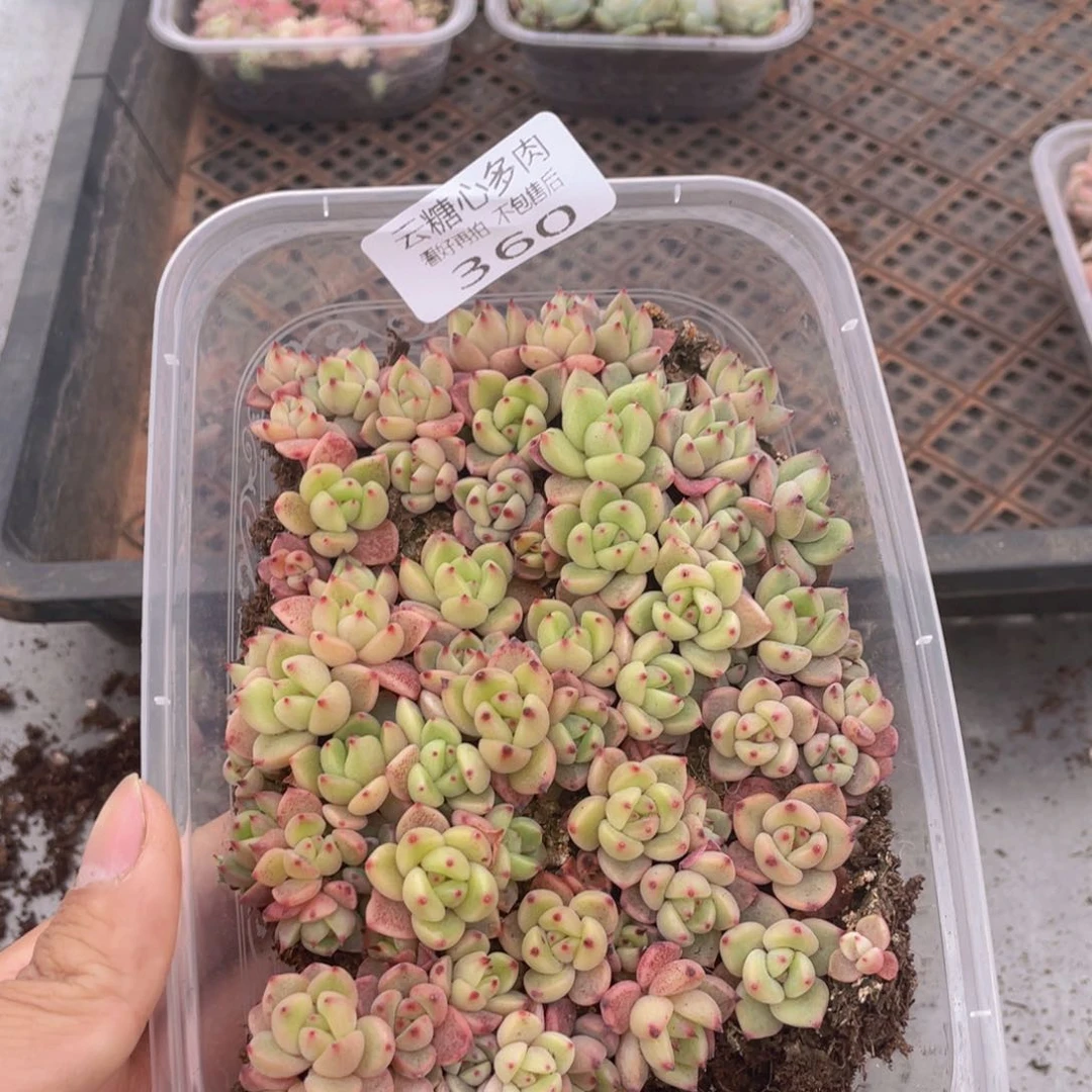 云糖心多肉植物360