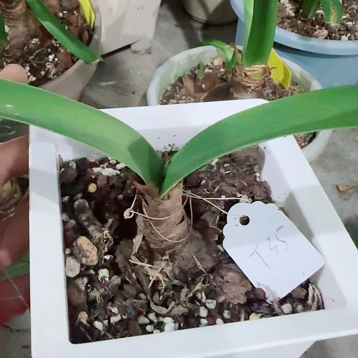 T35。3.8cm，裸球发