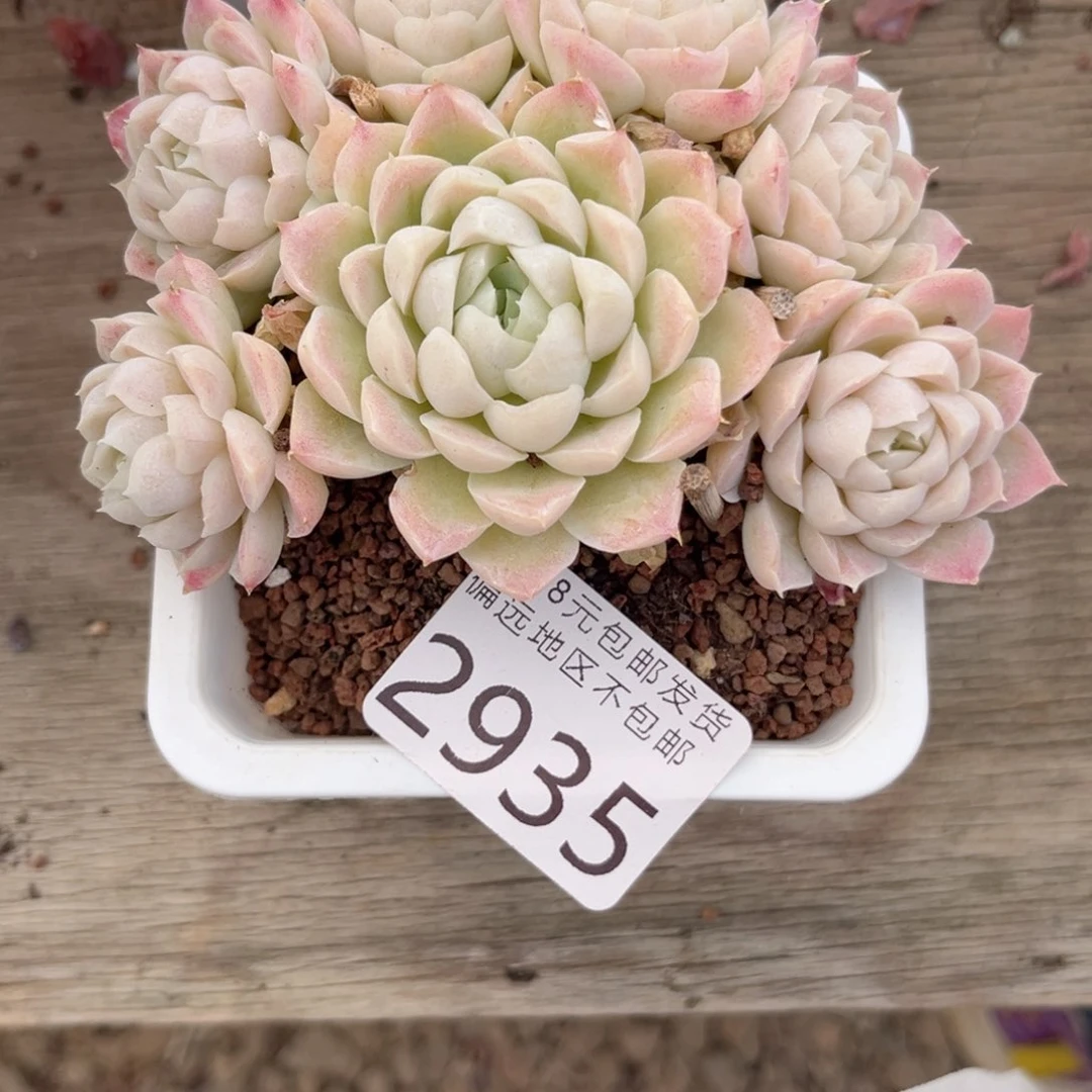 大2935:）xv c b b n