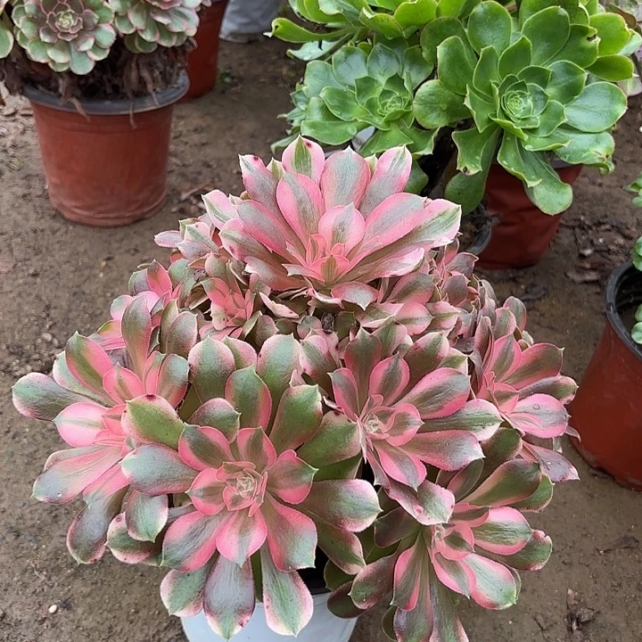 多肉植物法师香妃4