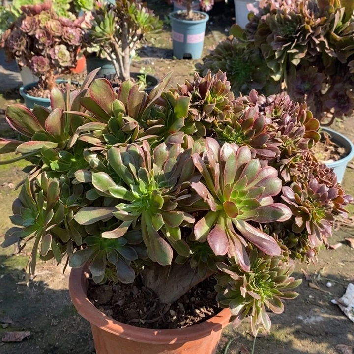 娜迦缀多肉植物24