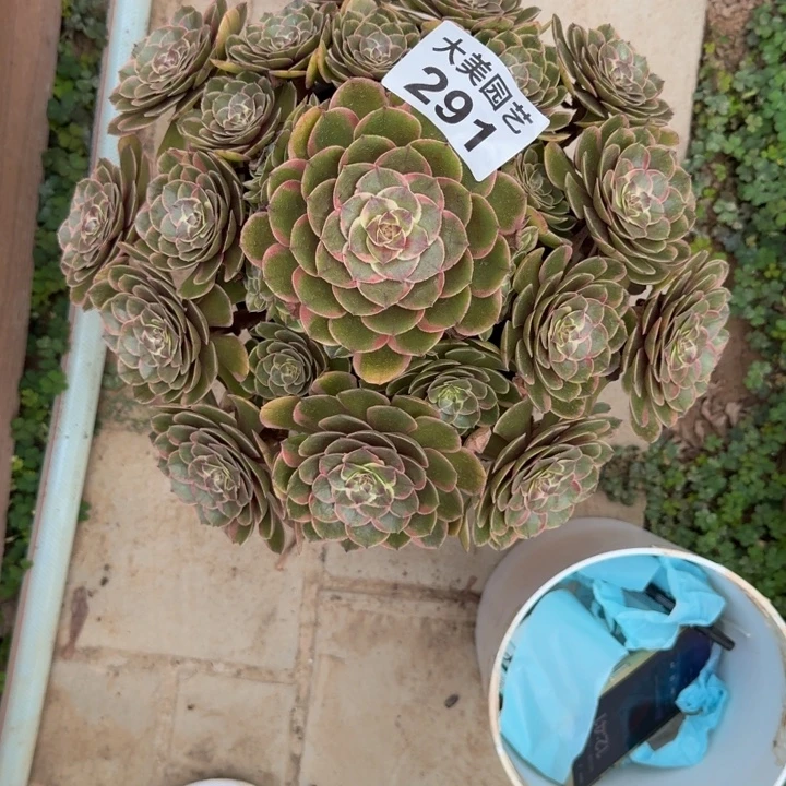 简***福粉花妖捧花291肉老桩