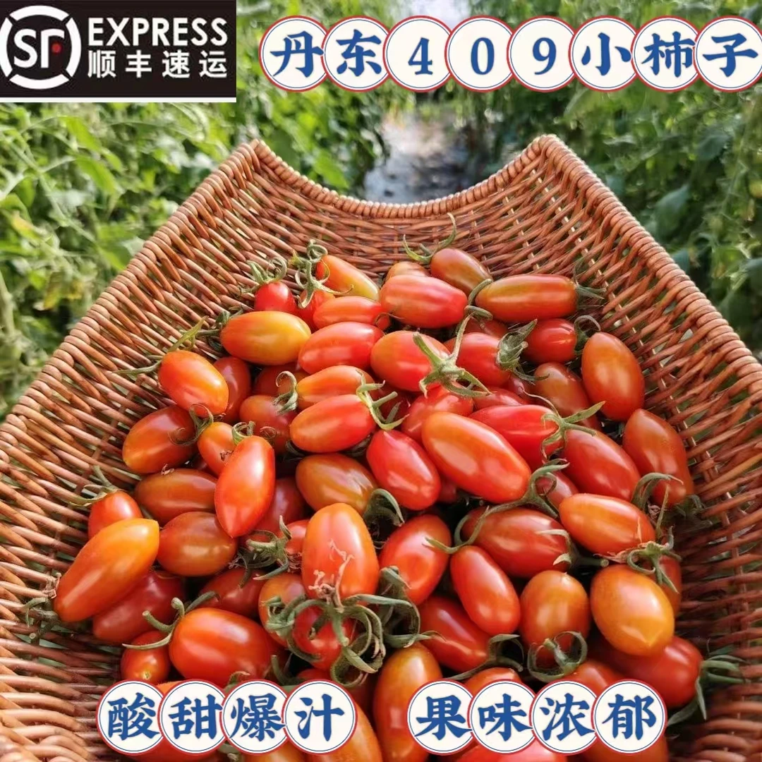 丹东正宗409小柿子小番茄酸甜小西红柿现摘现发自然熟孕妇小孩吃