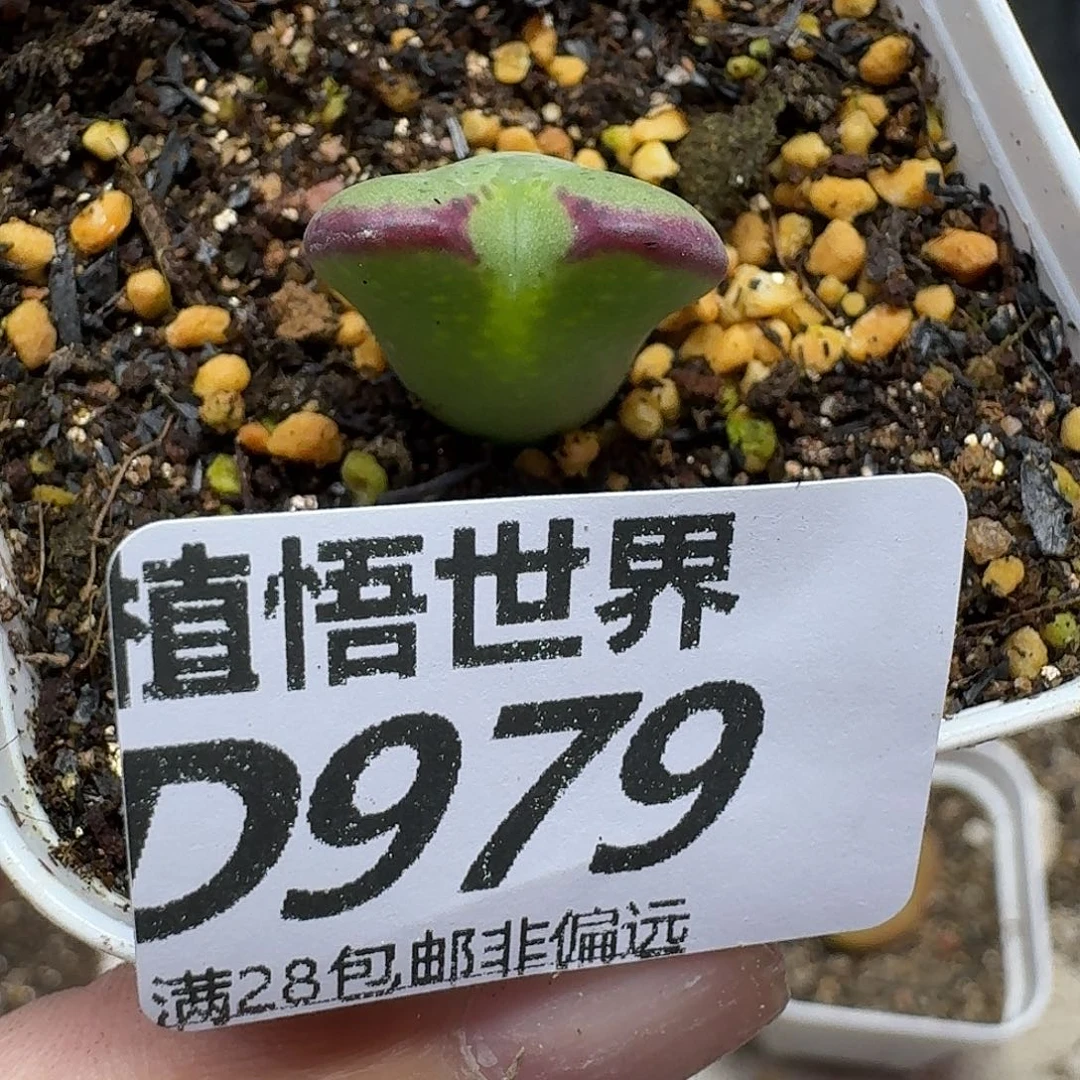 多肉植物的润泽fhbh