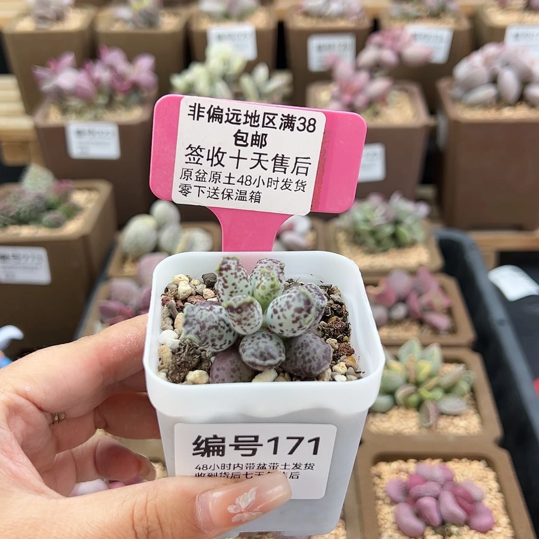 ?171达摩海豹多肉植物