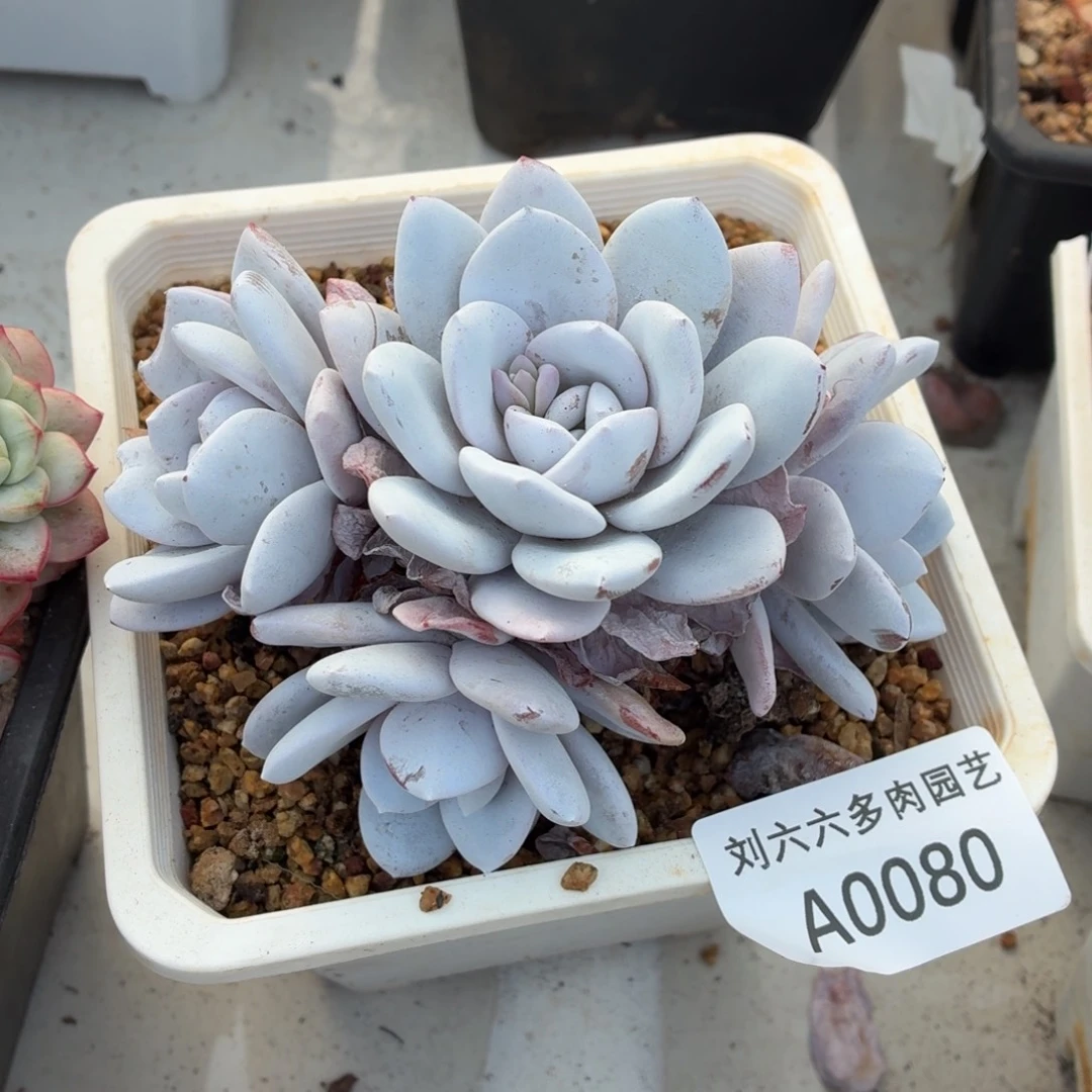 雪莲多肉植物A0080