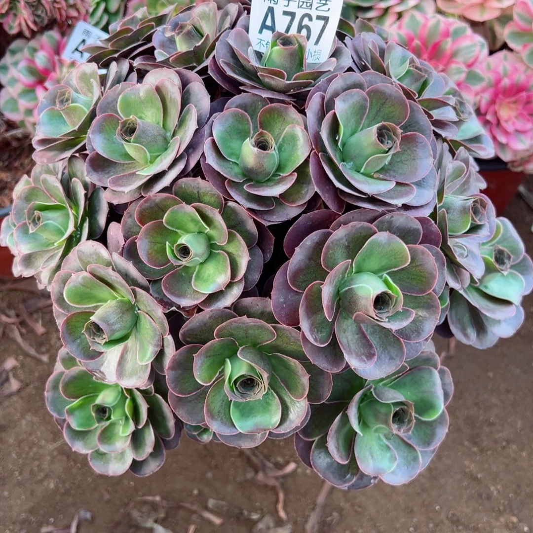 767魅金玫瑰尺寸35左右