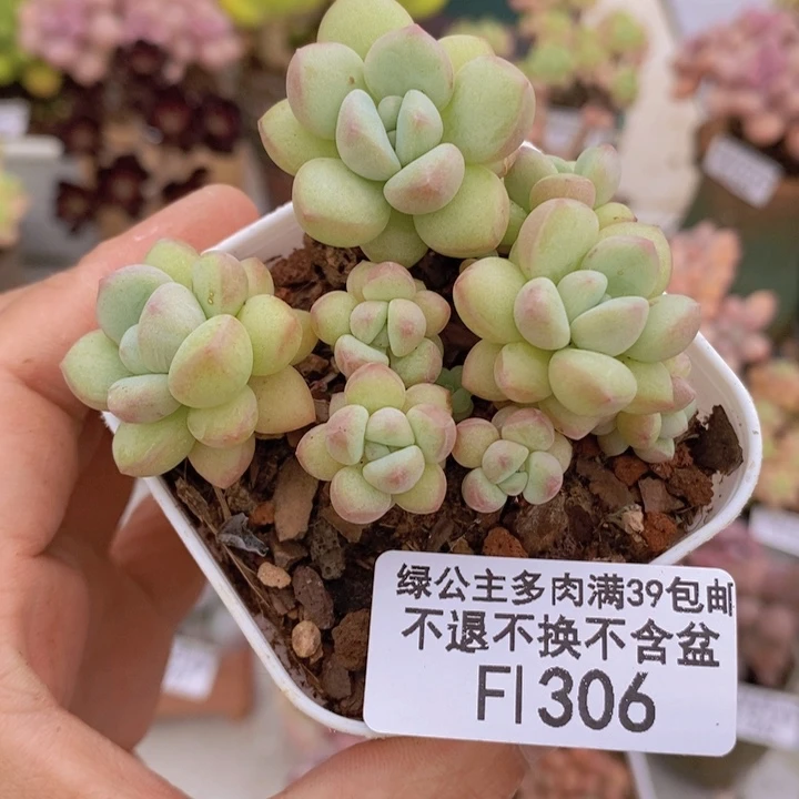 泡泡糖6草莓306多肉植物