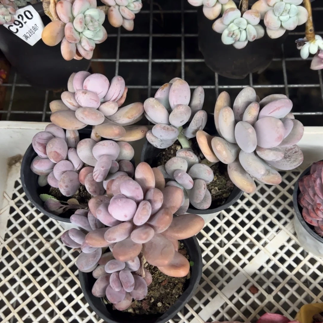 橙雪球小盆三盆老桩