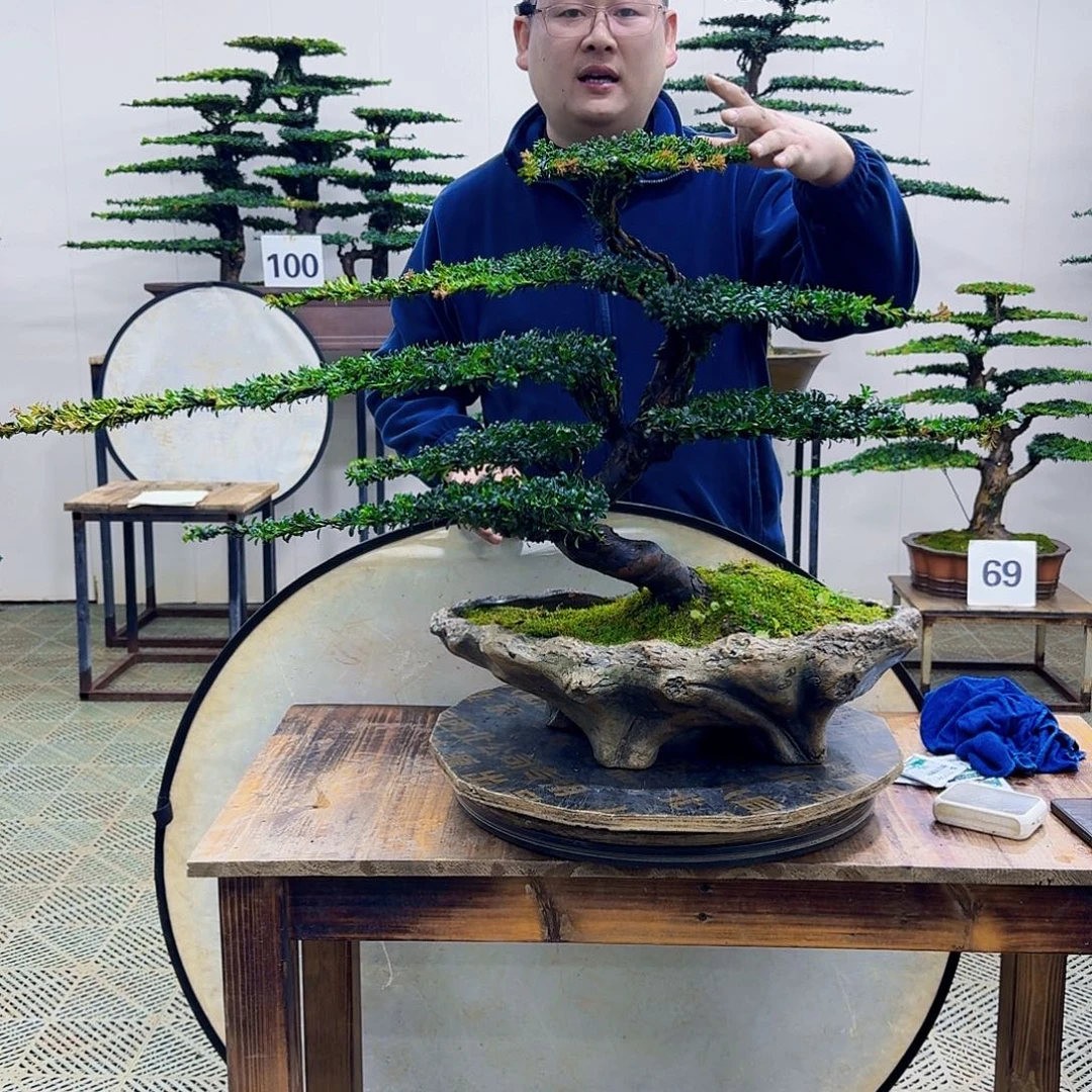 无花朵珍珠红芽罗汉松造型盆景