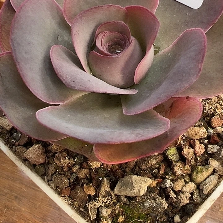 苗苗38山地玫瑰多肉植物