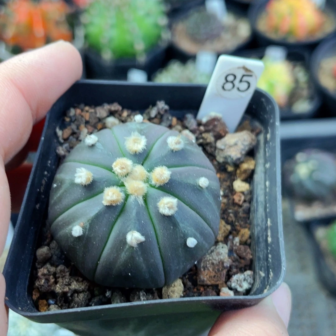 盆5公分满25包邮裸根发货