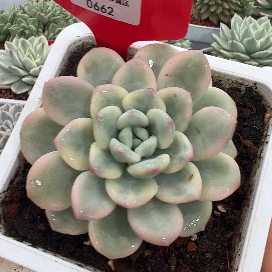 0662白马香水锦多肉植物