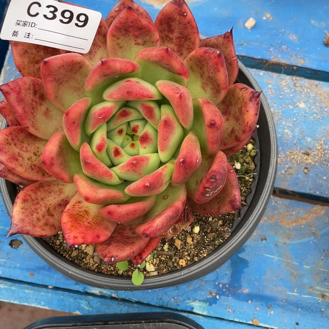 若如东云单拍C399